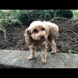 Meet your Posher, Kira